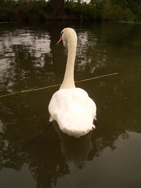 Swan with flailing feet